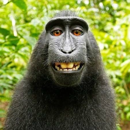 رشخندی افغانی🐒