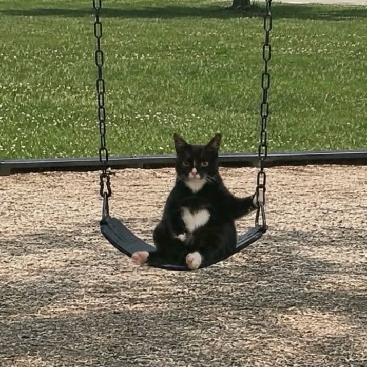 CatinhaBossa