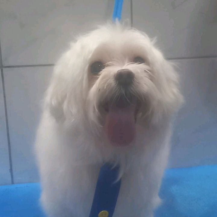Xuxu
