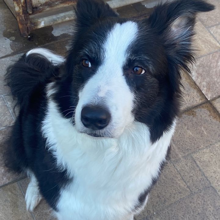 AuroraTheCollie