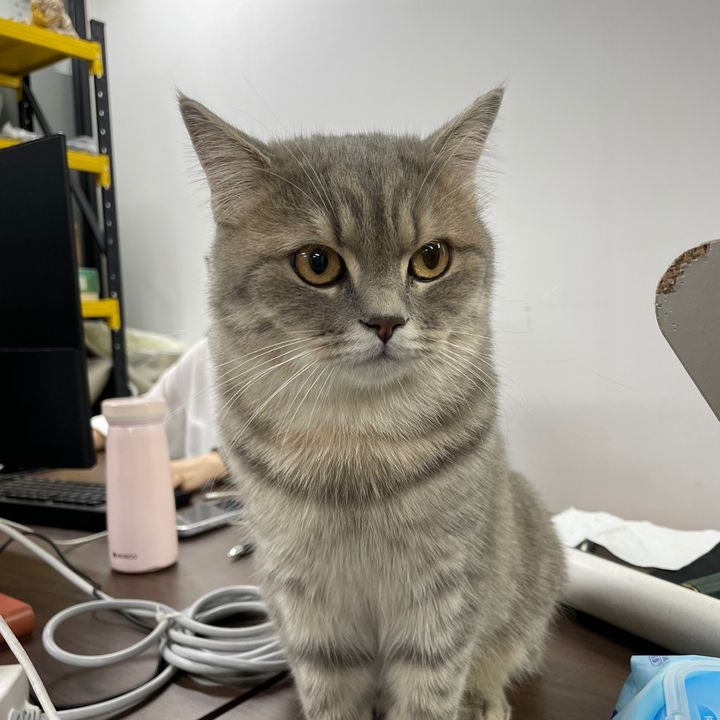 katzenliebe