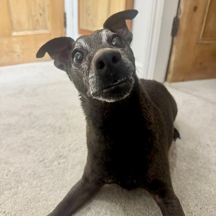 Max the Cotswold Patterdale