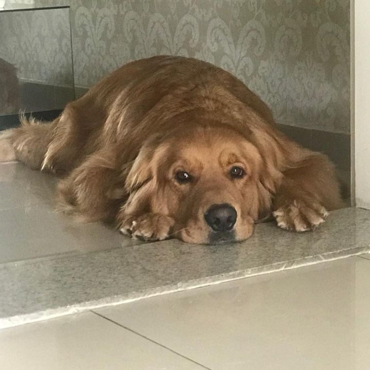 Bud🐶