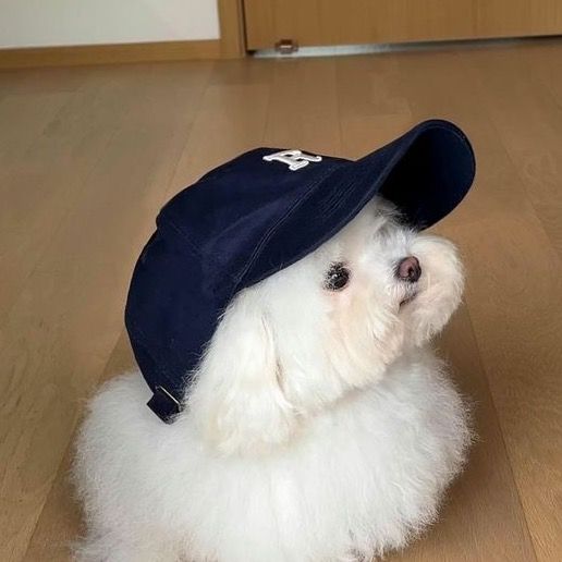 pipo
