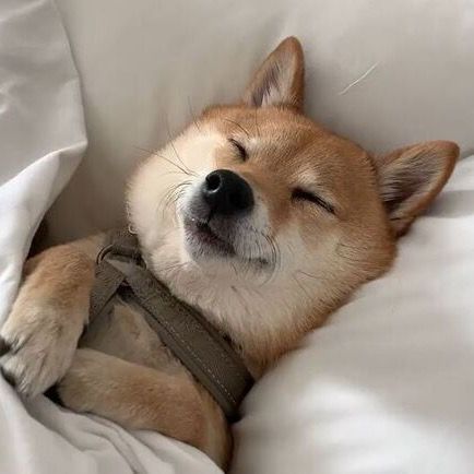 あなたのワンちゃんより