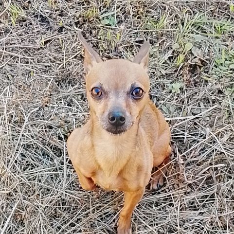 Pitico