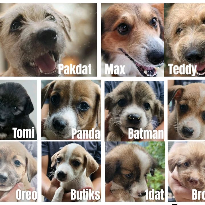 Dadat & Fam 🐕🐾