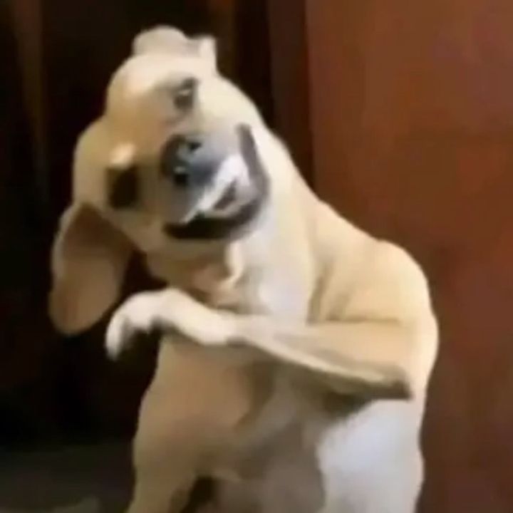 Noknie