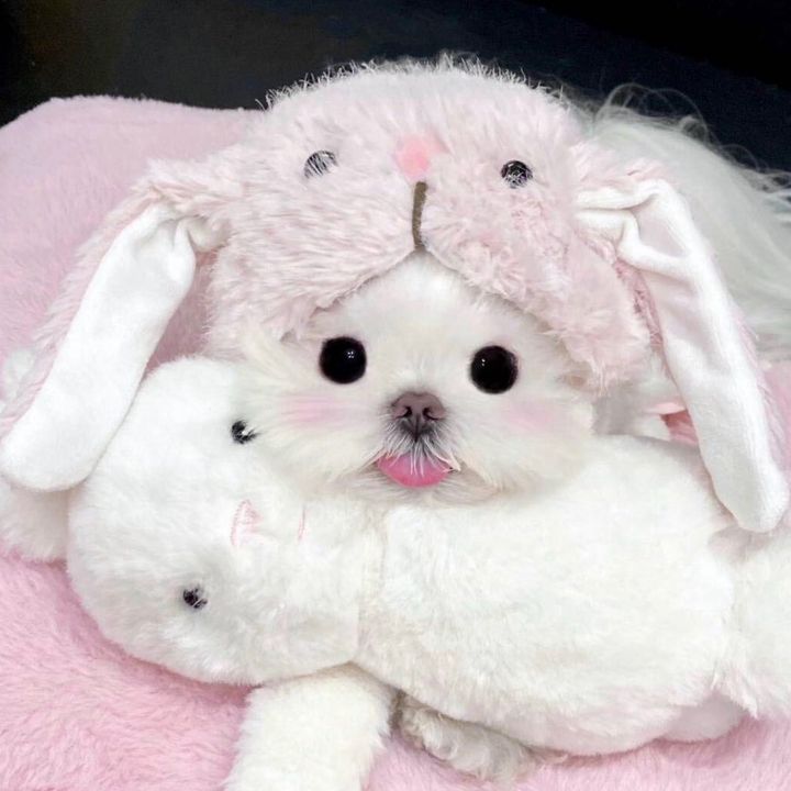 小可爱🎀