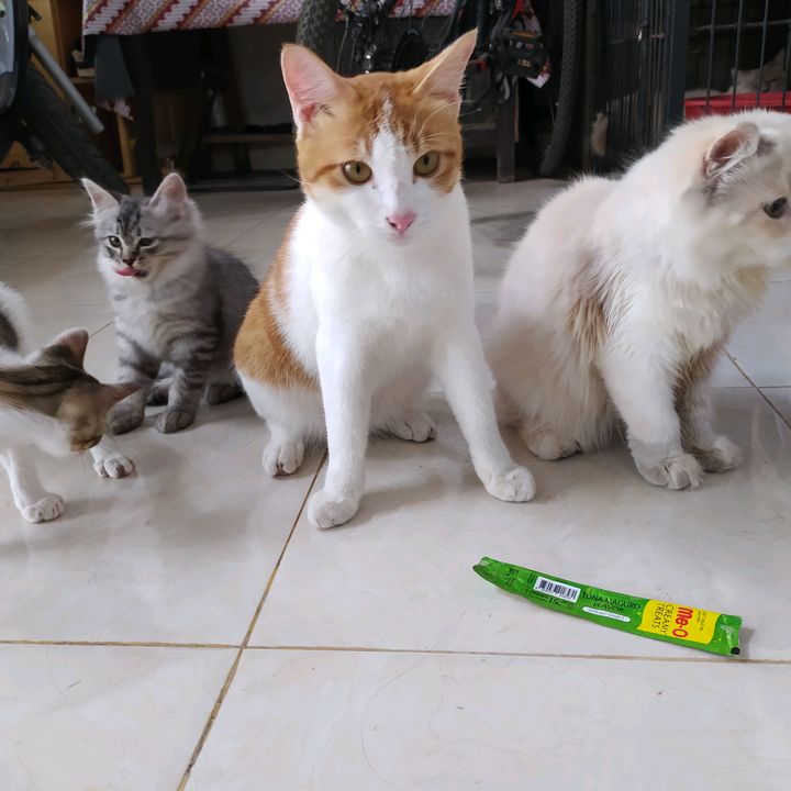 Bqintan