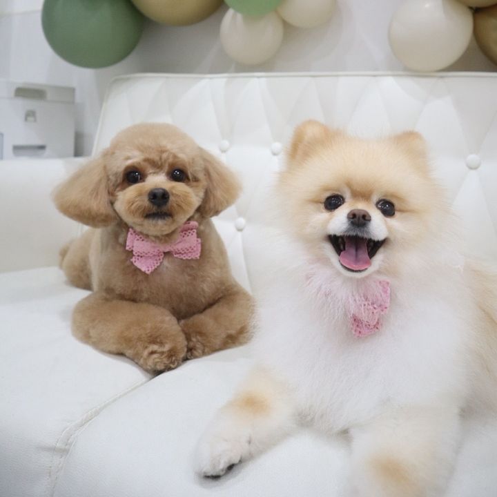 ベル🐻とラテ🐻‍❄️