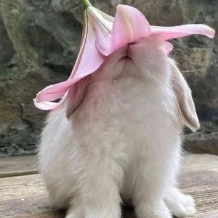 Mimi