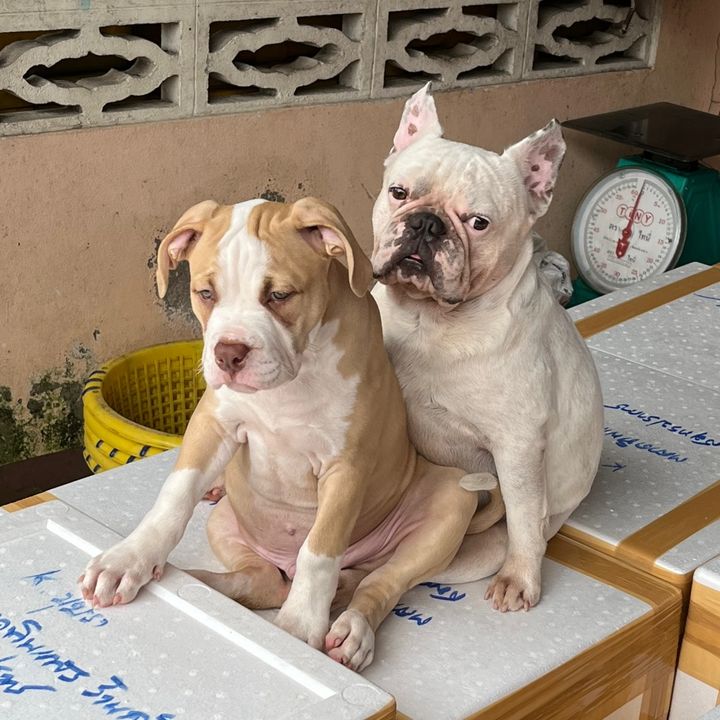 เรื่องของหมา🐶