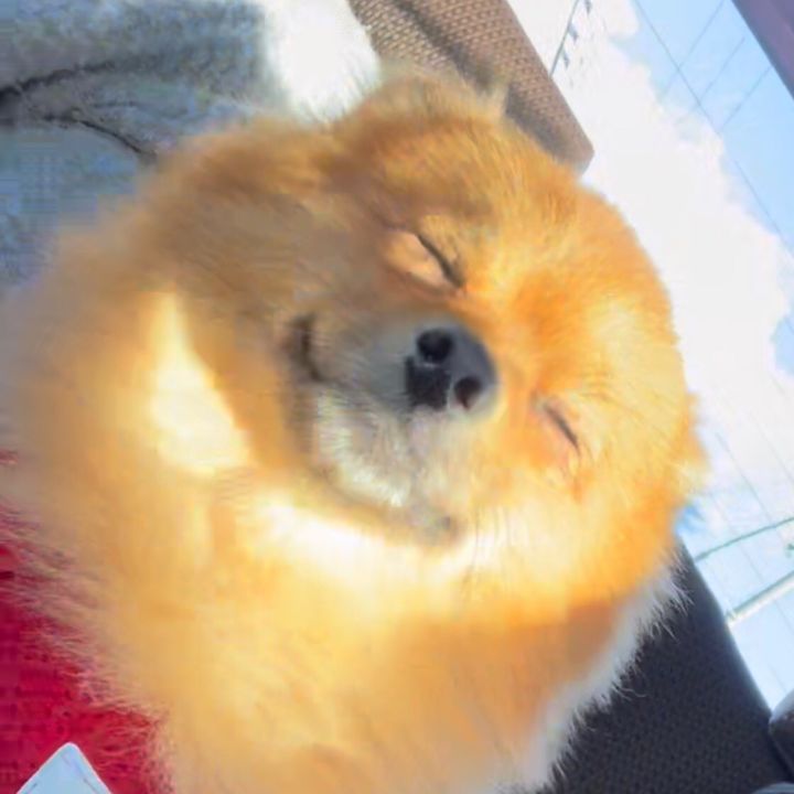 むくチャンネル