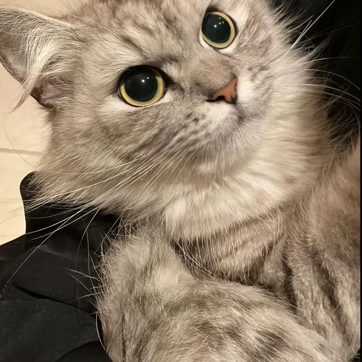 RatuV!😻