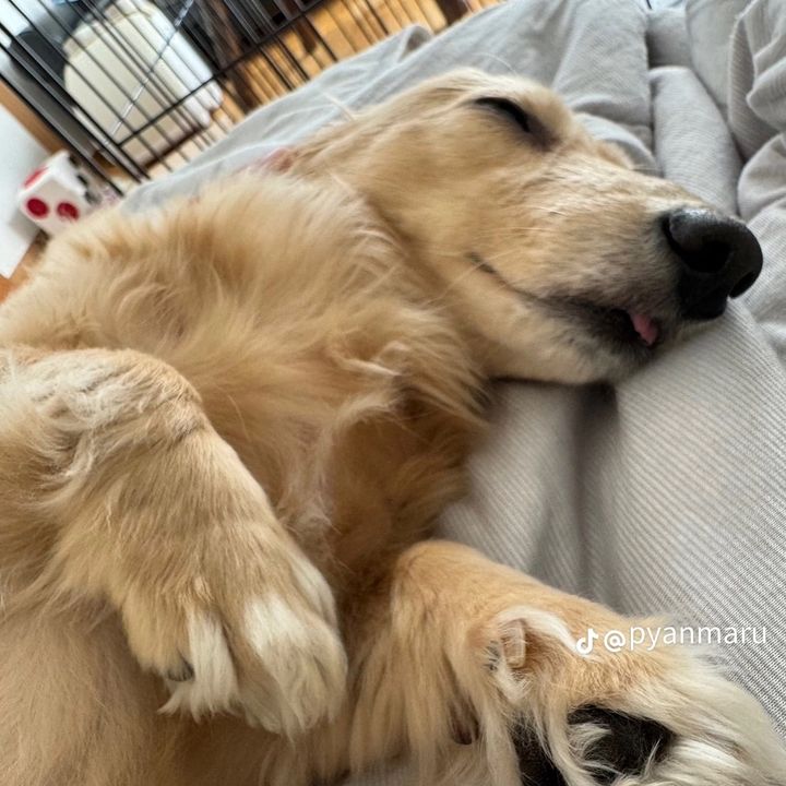 🐶