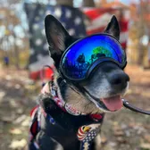 Servicedog_Sheba🇺🇸🇵🇷🗽🏝️