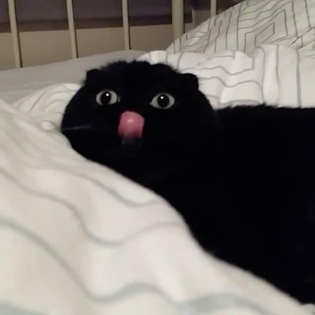 Sp.
