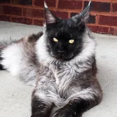 jayceesmainecooncattery