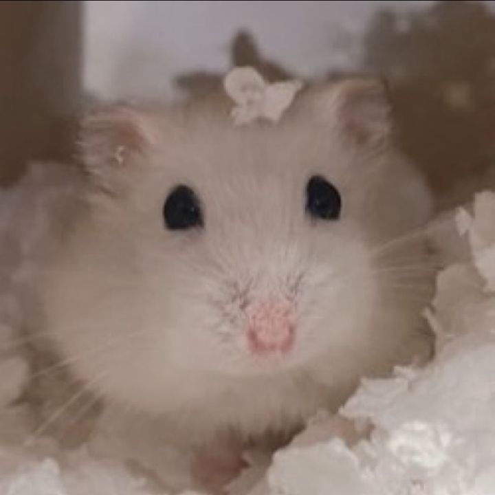 おもちの森🐹