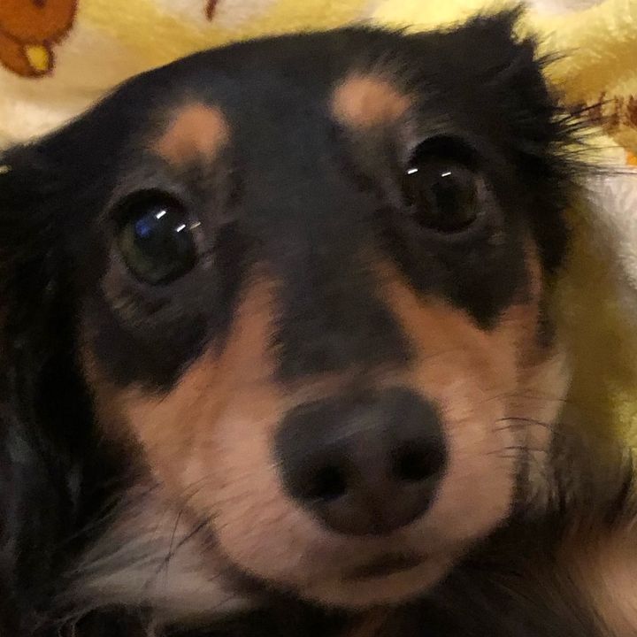 トト