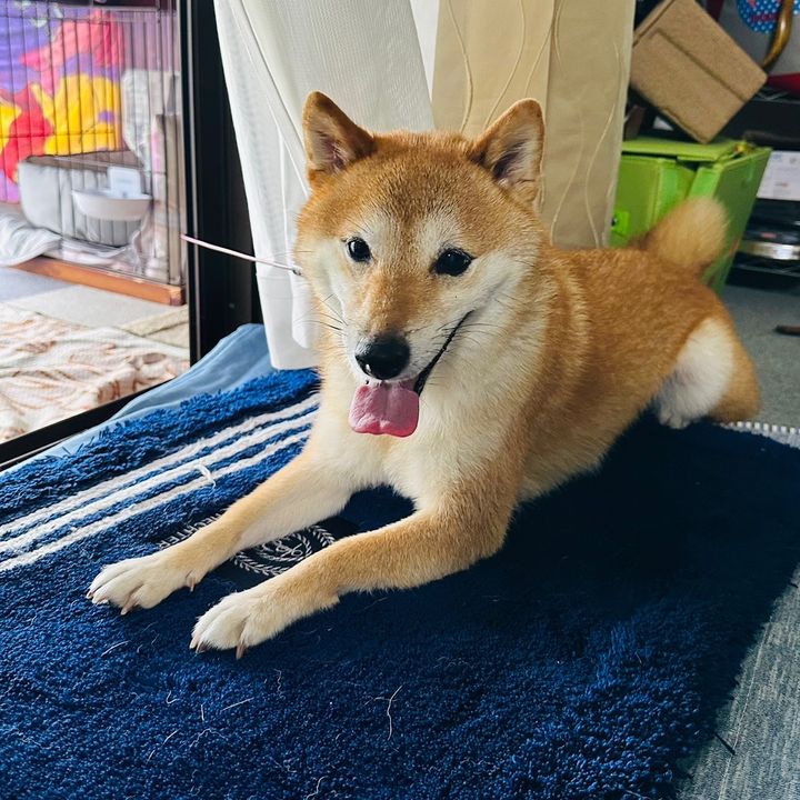 瑞稀
