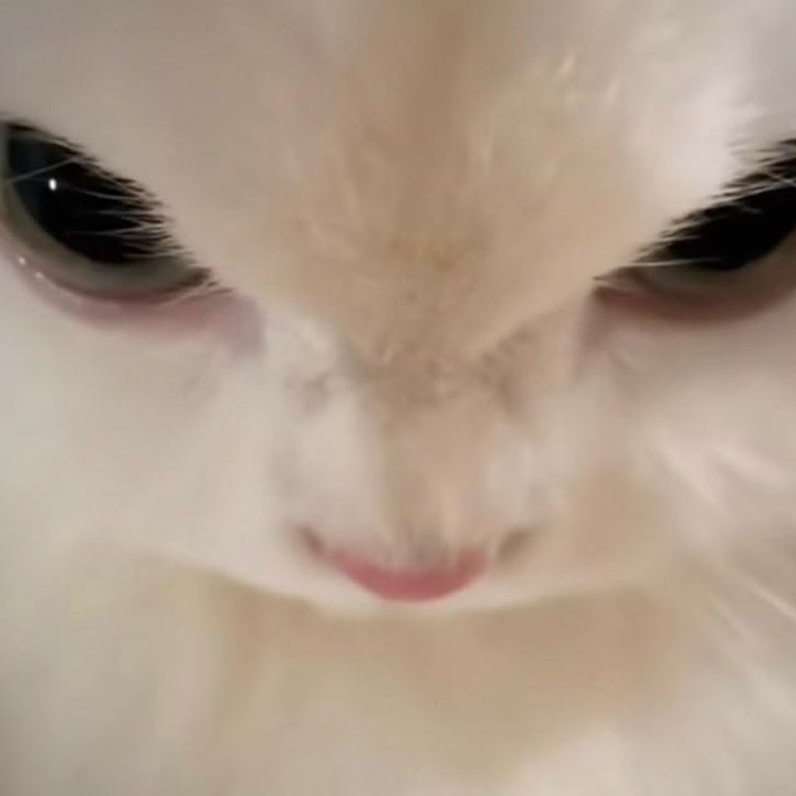 🐰