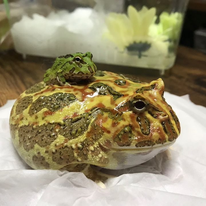 かえるまん🐸👁️🗨️