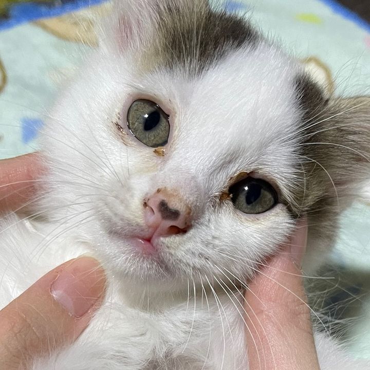 ひめうずらとねこ