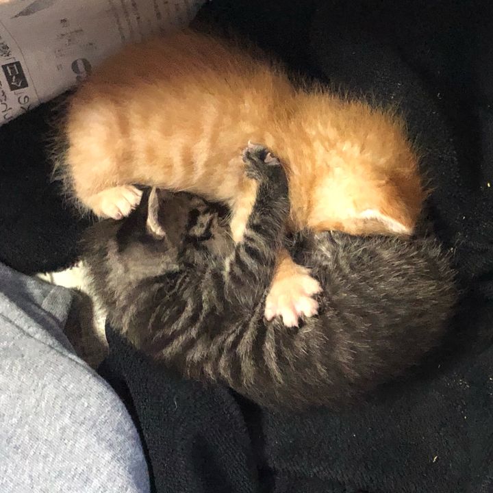 こはくちゃん
