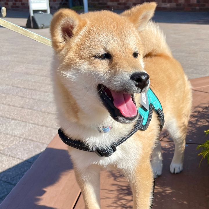 茅ヶ崎柴犬【茅】（かや）