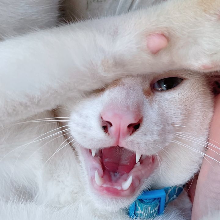 ครอบครัวสดใสเปงแงว