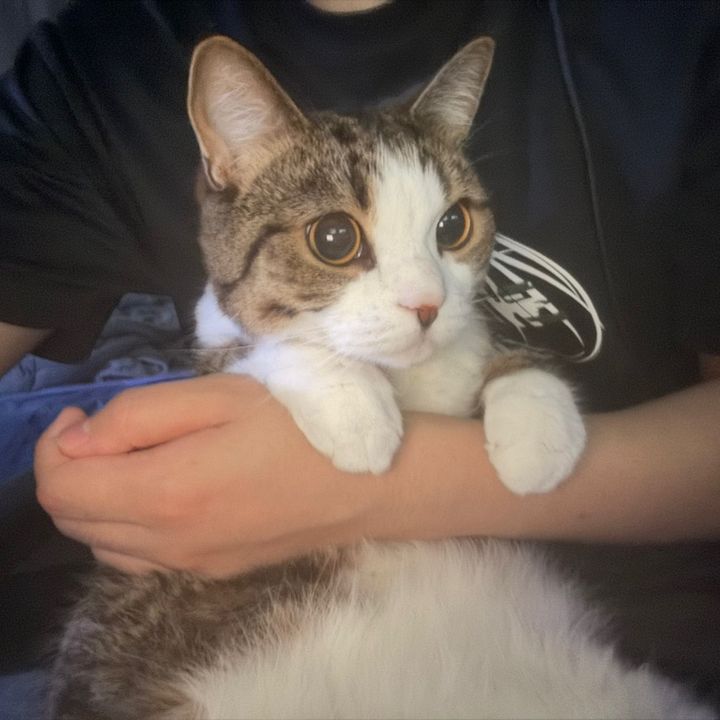むぎちびの日常🐈