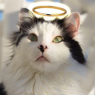 The Oreo Cat