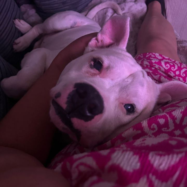 The Dogs Mom