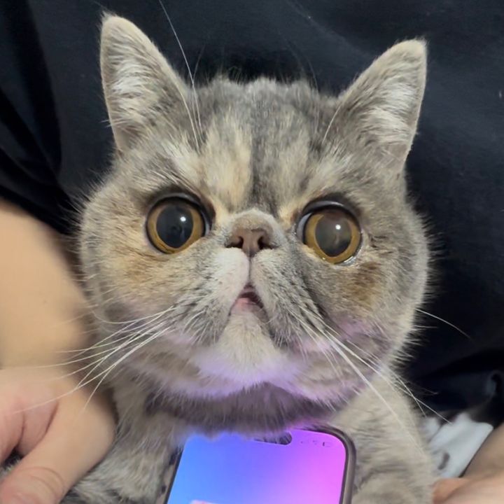 ほこりのおひるね