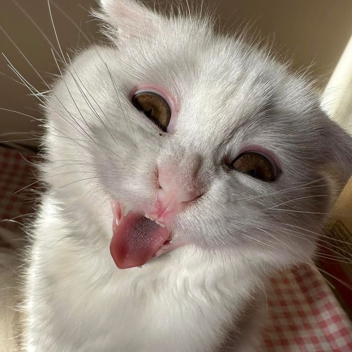 P.