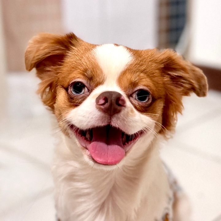 yoshi_thechihuahua
