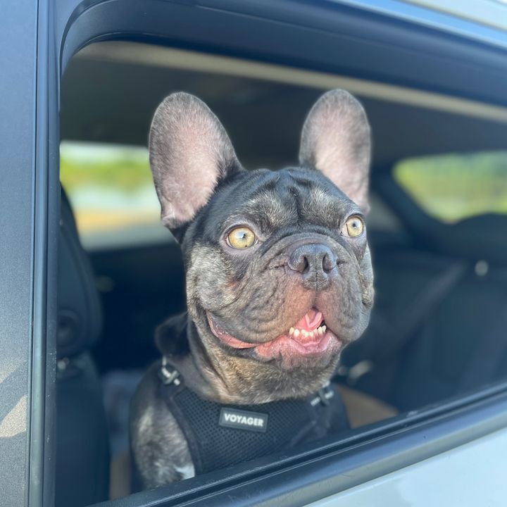 tysonthefrenchbull
