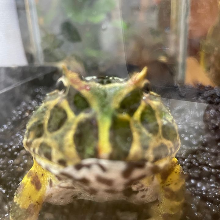 クリリン