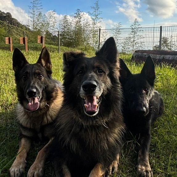 APAT&MIT&FREKO🐶👮🏽‍♂️