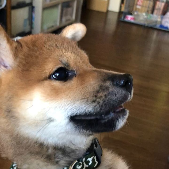 柴犬レム