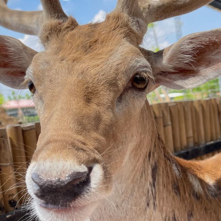 ยาหยี