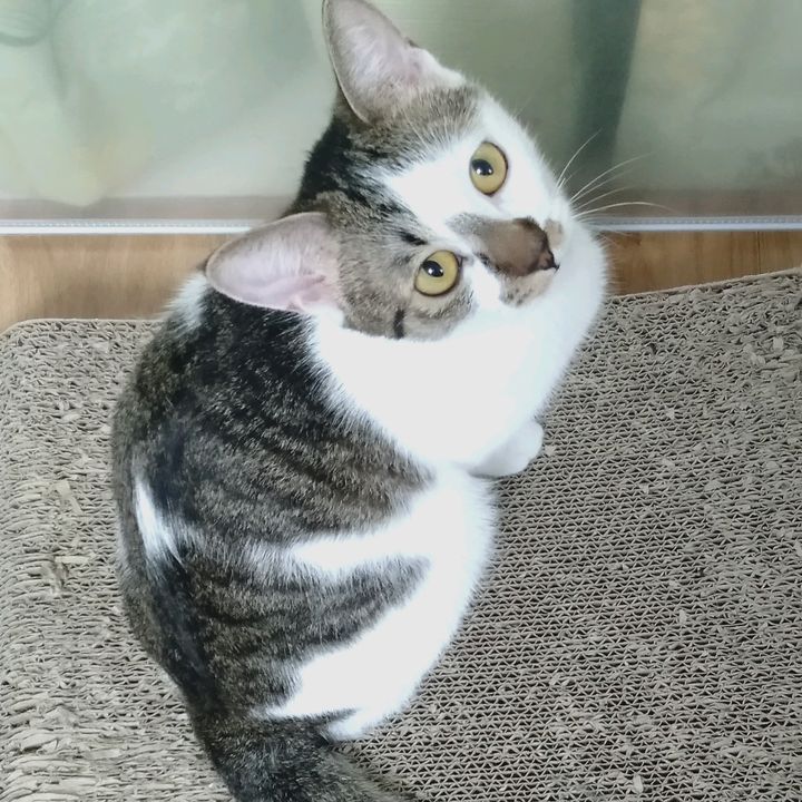 ゆう