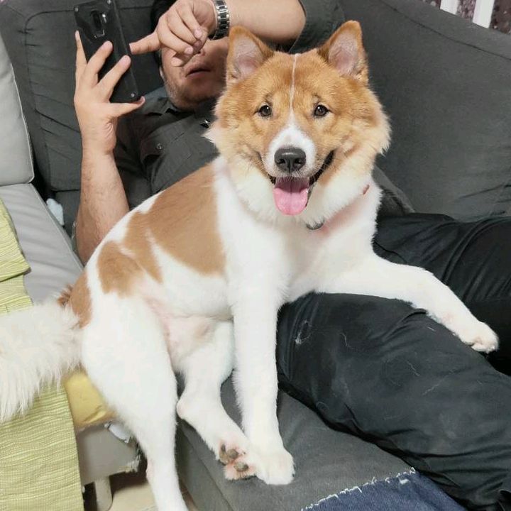 Rungaroon