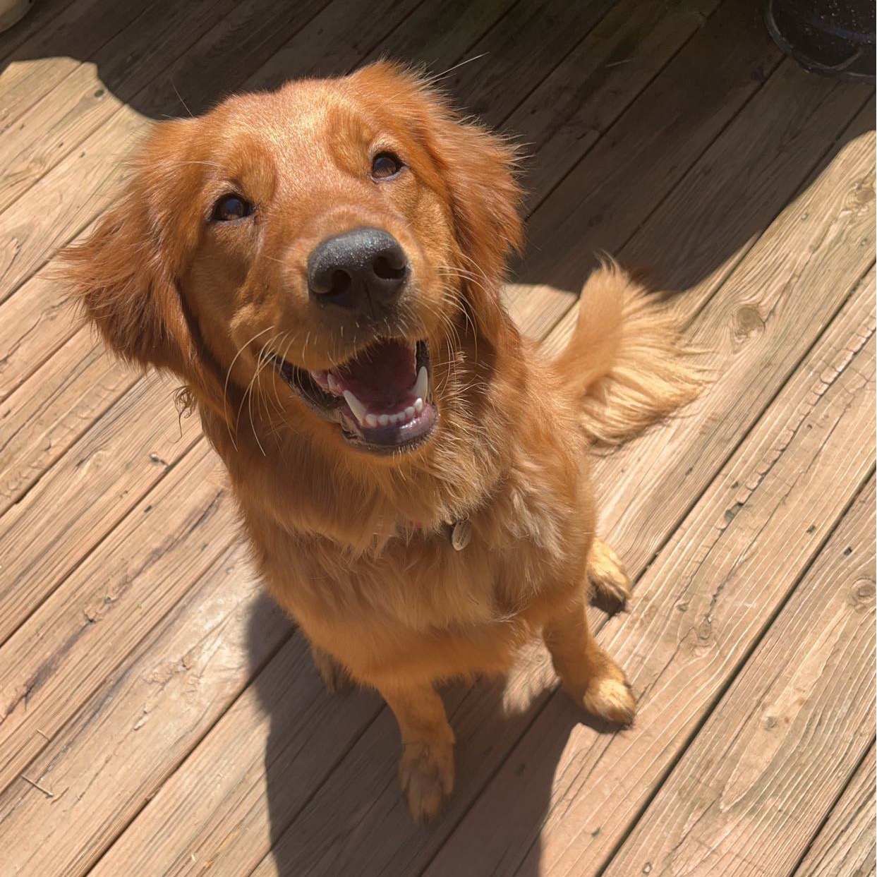 Lilo the Red Golden Retriever