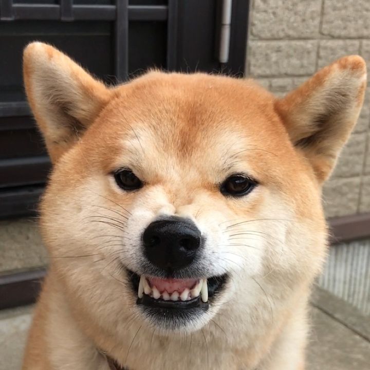 柴犬 きなこ🐶