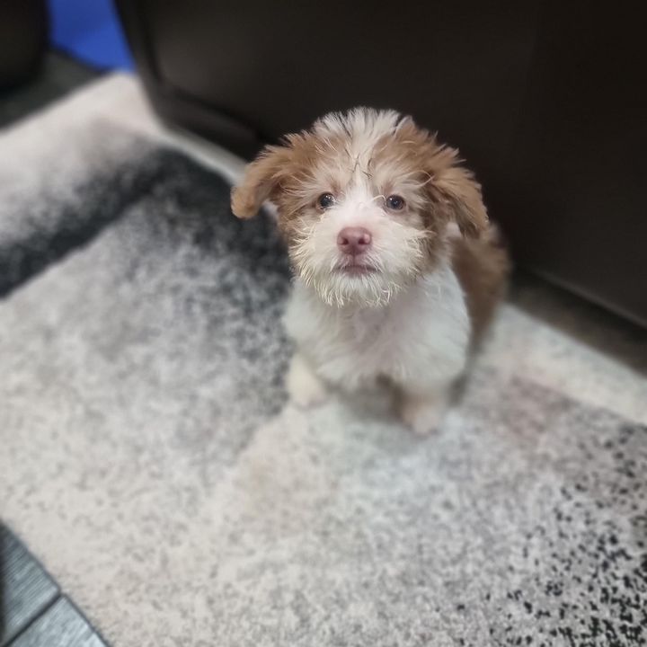 Xù và những ace mờ nhạt của Xù