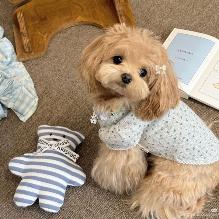 わんころりん🐶🎀