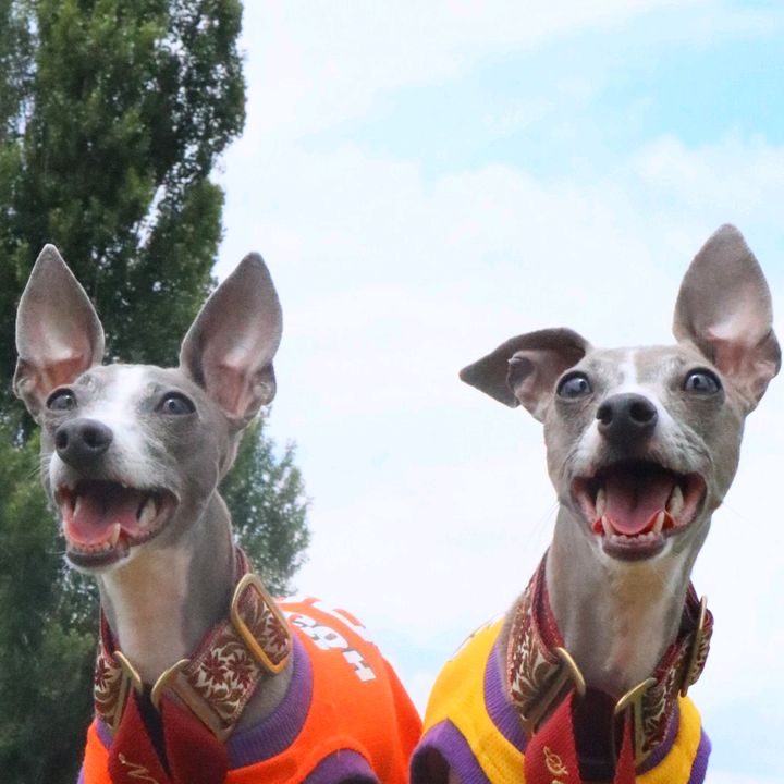 SUPU&NIMO